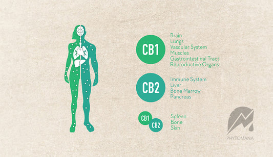 Endocannabinoid System